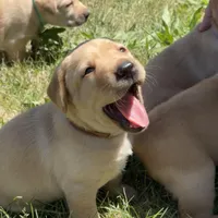 Brown Collar, a female Labrador Retriever for sale in Lehi, UT – 1 of 10