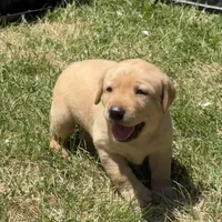Brown Collar, a female Labrador Retriever for sale in Lehi, UT – 6 of 10