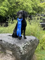 Yellow Collar, a female Labrador Retriever for sale in Lehi, UT – 7 of 10
