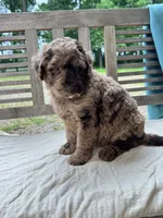 Marley, a female Labradoodle for sale in Archbold, OH – 2 of 5