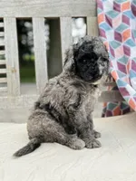 Jagger, a male Labradoodle for sale in Archbold, OH – 3 of 5