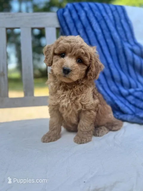 Annie – Miniature Labradoodle puppy for sale in Archbold, OH