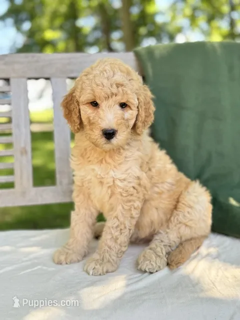 Savannah – Labradoodle puppy for sale in Archbold, OH