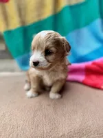 Benji, a male Miniature Labradoodle for sale in Archbold, OH – Photo 5 of 5