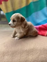 Benji, a male Miniature Labradoodle for sale in Archbold, OH – Photo 3 of 5