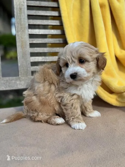 Benji – Miniature Labradoodle puppy for sale in Archbold, OH