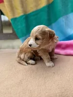 Benji, a male Miniature Labradoodle for sale in Archbold, OH – Photo 2 of 5