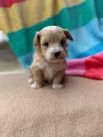 Benji, a male Miniature Labradoodle for sale in Archbold, OH – Photo 4 of 5