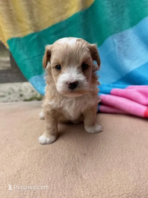 Benji – Miniature Labradoodle puppy for sale in Archbold, OH