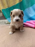 Benji, a male Miniature Labradoodle for sale in Archbold, OH – Photo 1 of 5