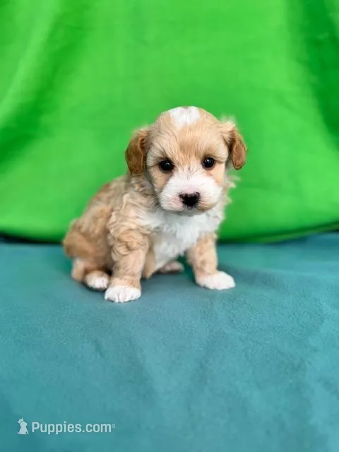 Benji – Miniature Labradoodle puppy for sale in Archbold, OH