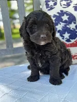 Abe, a male Labradoodle for sale in Archbold, OH – 3 of 4