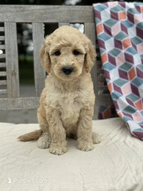 Harper – Labradoodle puppy for sale in Archbold, OH