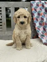Harper, a female Labradoodle for sale in Archbold, OH – 1 of 5