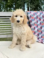 Harper, a female Labradoodle for sale in Archbold, OH – 3 of 7