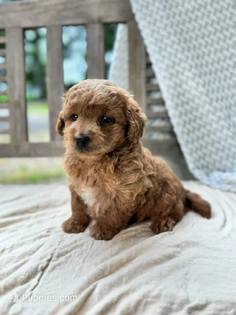 Ripley – Miniature Labradoodle puppy for sale in Archbold, OH