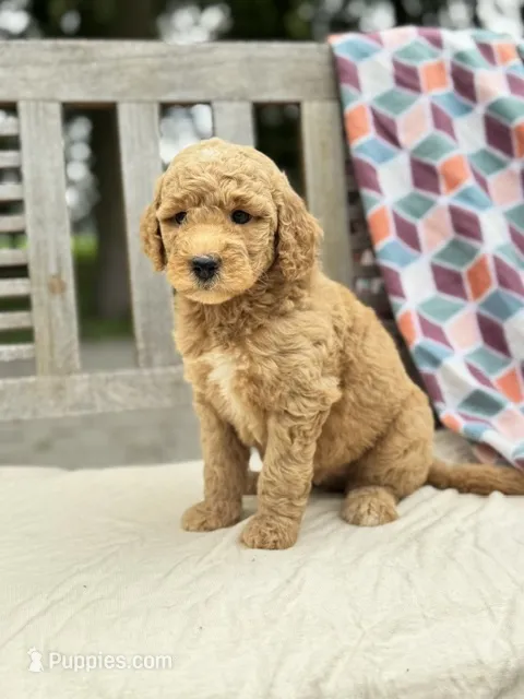 Claire – Labradoodle puppy for sale in Archbold, OH