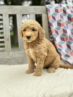 Claire, a female Labradoodle for sale in Archbold, OH – 1 of 4
