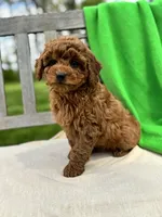 Isabel, a female Miniature Labradoodle for sale in Archbold, OH – 2 of 5