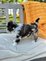 Foster, a male Labradoodle for sale in Archbold, OH – 5 of 6