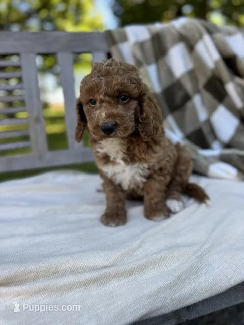 Zeke – Labradoodle puppy for sale in Archbold, OH