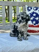 Jack, a male Labradoodle for sale in Archbold, OH – 2 of 5