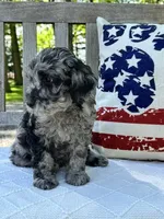Jack, a male Labradoodle for sale in Archbold, OH – 5 of 5
