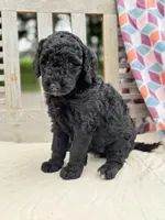 Lola, a female Labradoodle for sale in Archbold, OH – 3 of 5