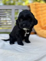 Franklin, a male Labradoodle for sale in Archbold, OH – 2 of 6