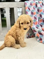Scarlet, a female Labradoodle for sale in Archbold, OH – 3 of 4