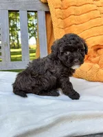 Tess, a male Labradoodle for sale in Archbold, OH – 3 of 5
