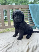 Nova, a female Labradoodle for sale in Archbold, OH – 2 of 5