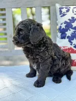 Abe, a male Labradoodle for sale in Archbold, OH – 2 of 4