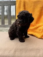 Carly, a female Labradoodle for sale in Archbold, OH – Photo 5 of 6
