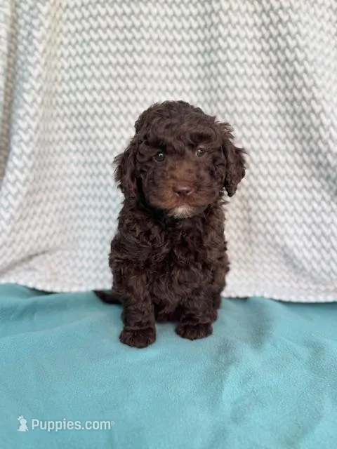 Carly – Labradoodle puppy for sale in Archbold, OH