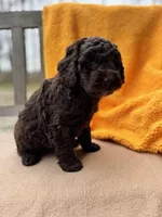 Carly, a female Labradoodle for sale in Archbold, OH – Photo 4 of 6