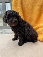 Carly, a female Labradoodle for sale in Archbold, OH – Photo 3 of 6