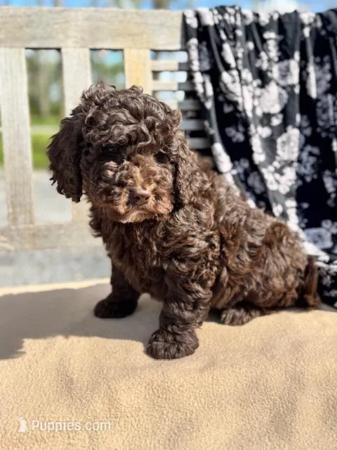 Carly – Labradoodle puppy for sale in Archbold, OH