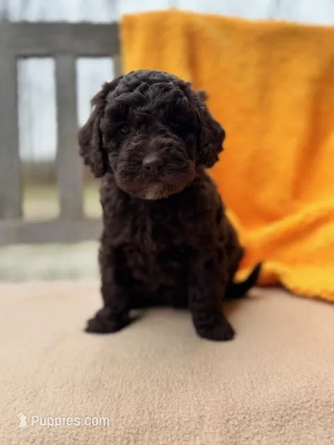 Carly – Labradoodle puppy for sale in Archbold, OH