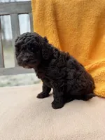 Carly, a female Labradoodle for sale in Archbold, OH – Photo 2 of 6