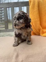 Demi, a female Labradoodle for sale in Archbold, OH – Photo 4 of 5