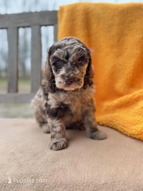 Demi – Labradoodle puppy for sale in Archbold, OH