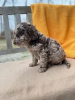 Demi, a female Labradoodle for sale in Archbold, OH – Photo 2 of 5