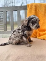 Demi, a female Labradoodle for sale in Archbold, OH – Photo 3 of 5