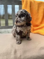 Demi, a female Labradoodle for sale in Archbold, OH – Photo 5 of 5