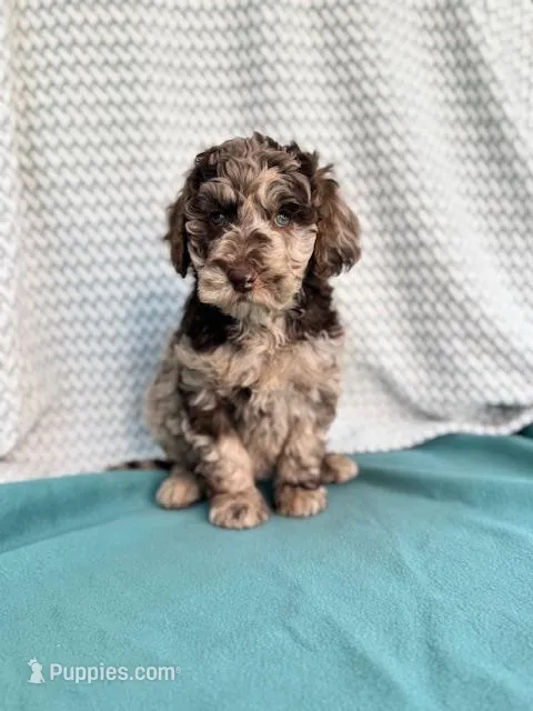 Demi – Labradoodle puppy for sale in Archbold, OH
