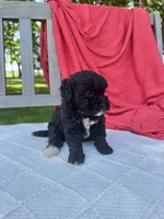 Piper, a female Poodle - Miniature  for sale in Archbold, OH – 4 of 5