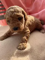 Bella, a female Miniature Labradoodle for sale in Archbold, OH – Photo 4 of 4