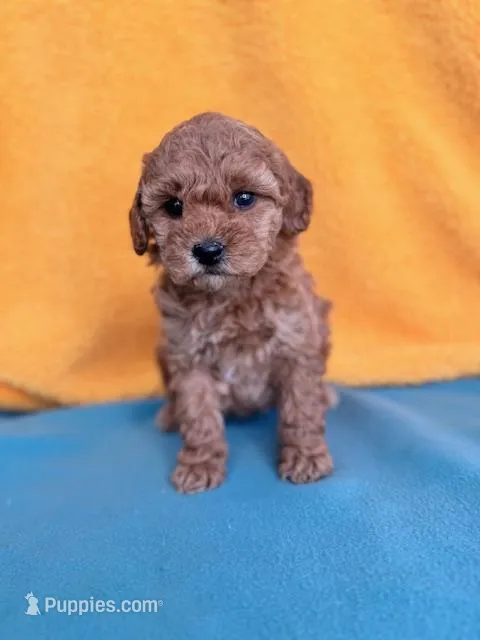 Bella – Miniature Labradoodle puppy for sale in Archbold, OH