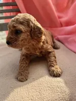 Bella, a female Miniature Labradoodle for sale in Archbold, OH – Photo 2 of 4